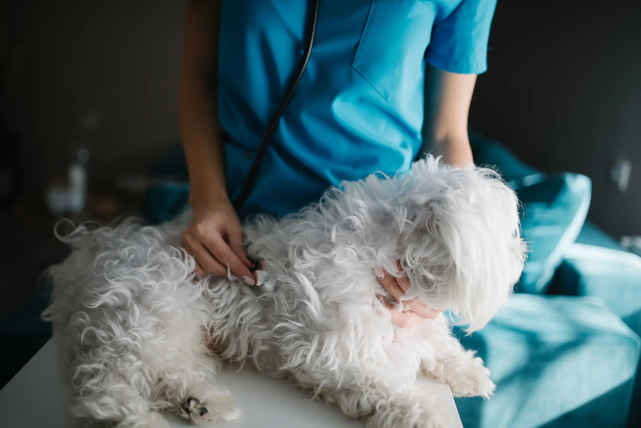 Muayene masasında stetoskopla dinlenen beyaz bir köpek