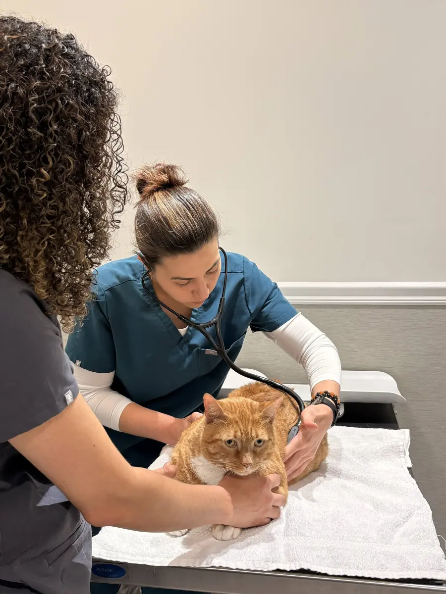 Klinikte stetoskopla muayene edilen bir kedi